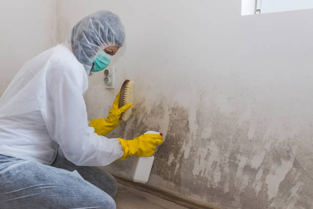 Professional Mold Remediation in Lake Placid, NY
