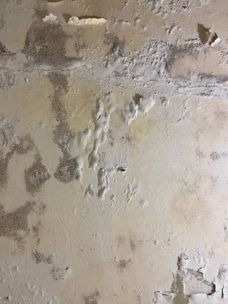 Best Bathroom Mold Remediation in Lake Placid, NY